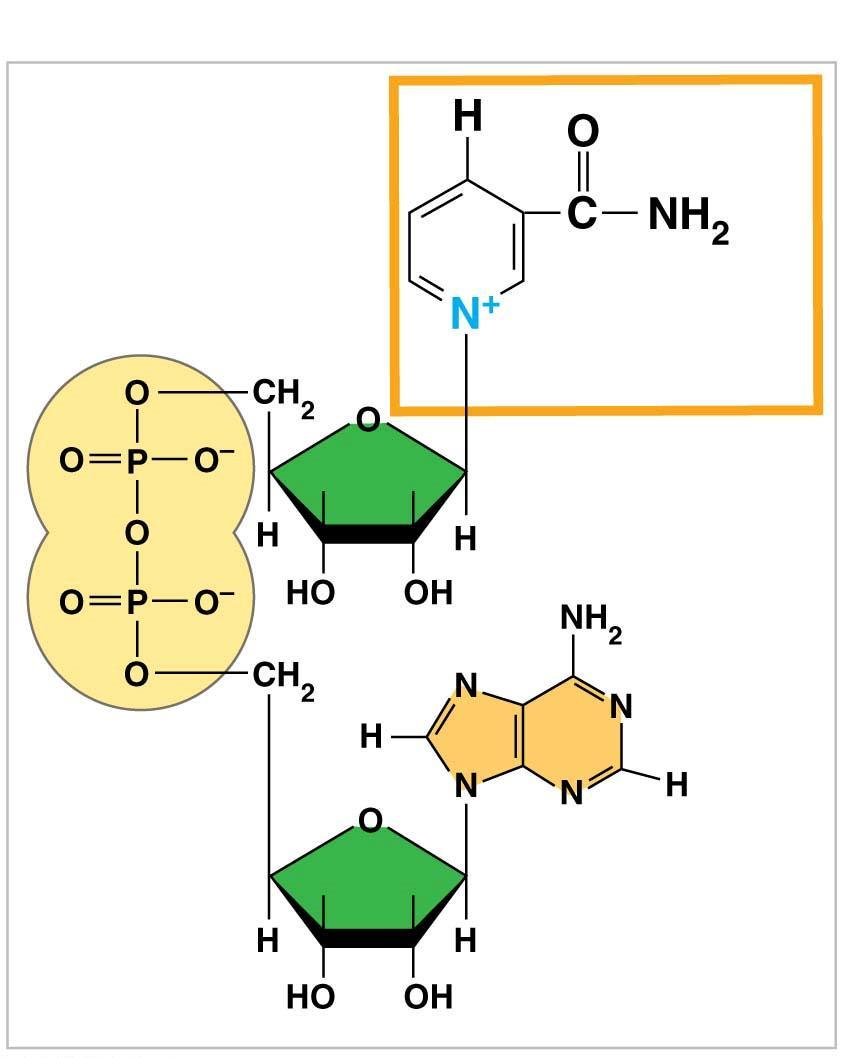 Figure 7.4-1 NAD + Nicotinamide (oxidized form) Figure 7.