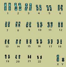 of cell death 16 Each Cell has 23 Pairs of Chromosomes