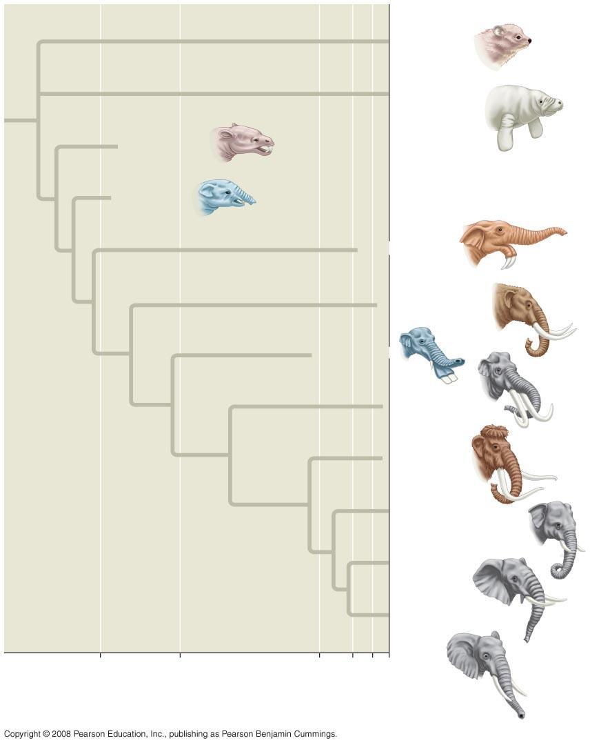 Fig. 22-8 Hyracoidea (Hyraxes) Moeritherium Sirenia (Manatees and relatives) Barytherium Deinotherium Mammut Platybelodon Stegodon