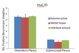 There was no sifnificant difference in the number of HuC/D, NOS, SP, and VIPimmunoreactive neurons in the myenteric and submucosal plexuses among summer active, winter torpor, and interbout arousal