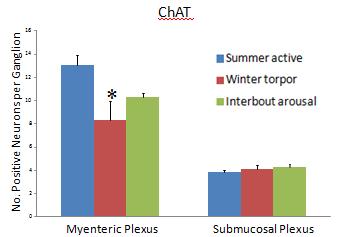 A significant decrease in ChAT immunoreactive neurons in the myenteric plexus of the winter torpor squirrels compared to the summer active and interbout arousal squirrels was seen.