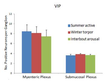 Figure 5. There was no significant difference in the number of VIP-IR neurons in the myenteric and submucosal plexuses in summer active, winter torpor, and interbout arousal squirrels.