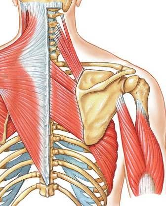 Rhomboid Major Origin: Spinous process of T 1-5 and supraspinous ligament Insertion: