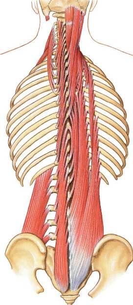 Quadratus Lumborum Origin: Iliolumbar ligament and crest of ilium Insertion: Lower border of 12th rib,