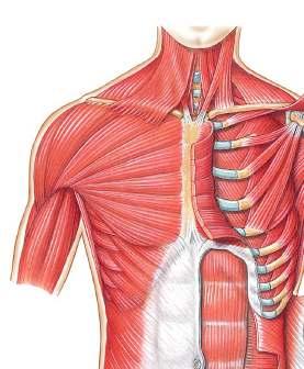 Pectoralis Major Origin: Medial half of clavicle, sternum, costal cartilages, aponeurosis of external abdominal oblique