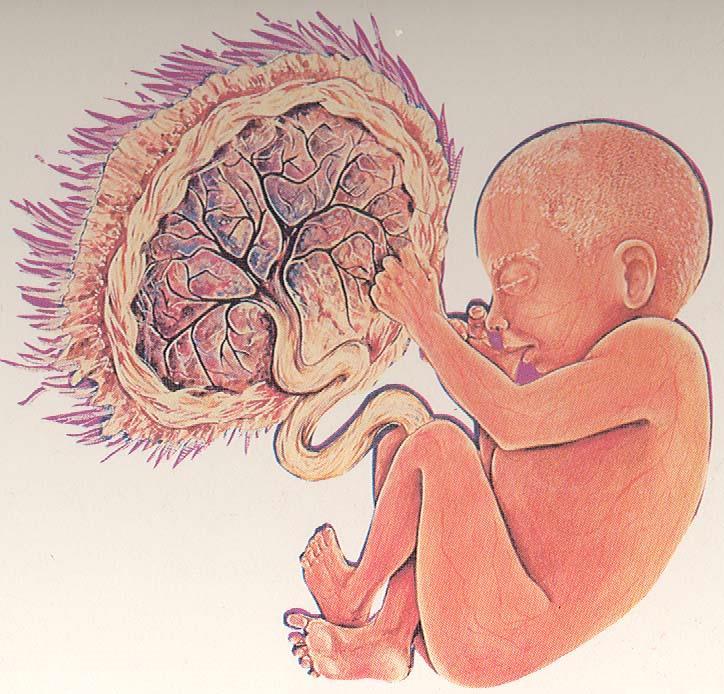 Fetal Damage: Fetal Smoking Syndrome: Birth defects Premature stillbirth