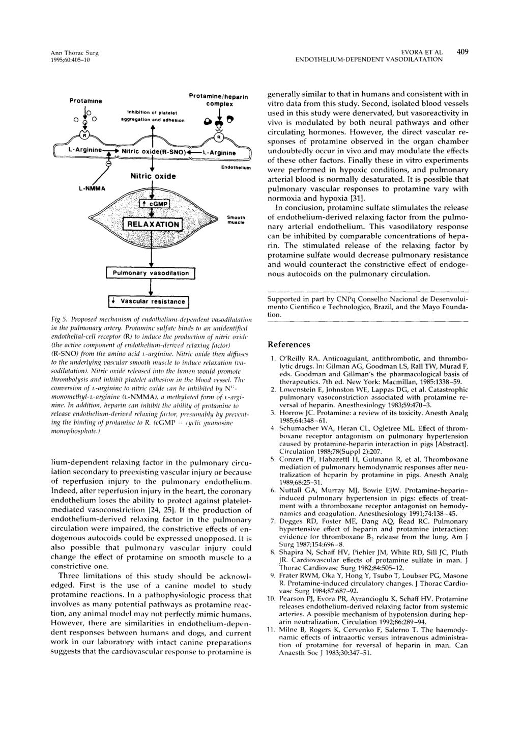 Ann Thorac Surg EVORA ET AL 409 1995;60:4135-10 EN DOTHELIUM-DEPENDENT VASODILATATION Protamine Protamine/heparin complex 10 'nhibjtiort of platejet -- 0 11, O aggregation and adhesion L-~ / Nitric