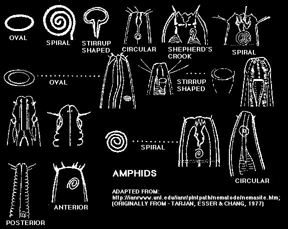 structures - amphids 1.