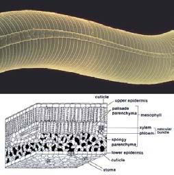 Maintains constant shape of worm b. Exerts tension on cuticle b. Longitudinal muscles produce local shortening. Coordinated Movement 1. Displaced fluid stretches cuticle elsewhere. 2.