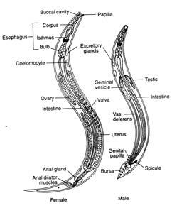 3. Reproduction - life cycles of parasitic nematodes a.