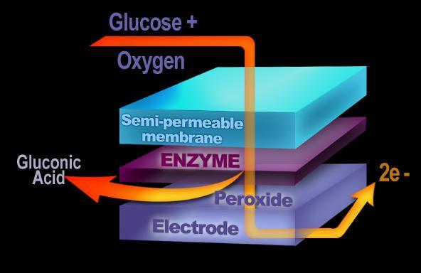 How does a Glucose Sensor Work?