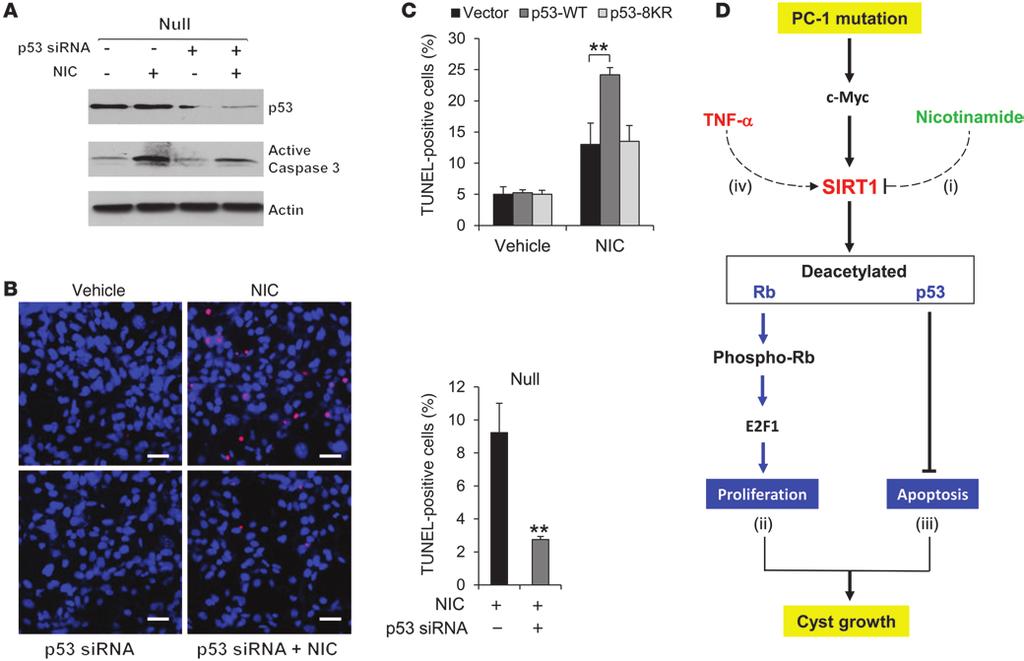 Figure 11 Nicotinamide induces cystic epithelial cell death through p53.