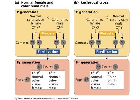 X-Linked Inheritance in Humans: Color Blindness Blue pigment: chromosome 7 Red and green pigments: two loci near