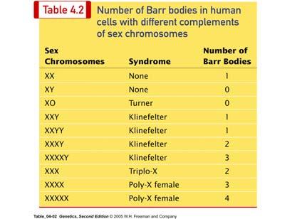 Dosage Compensation in humans: the number of Barr bodies is always one less than the number of X chromosomes. Dosage Compensation Random X inactivation early in development.