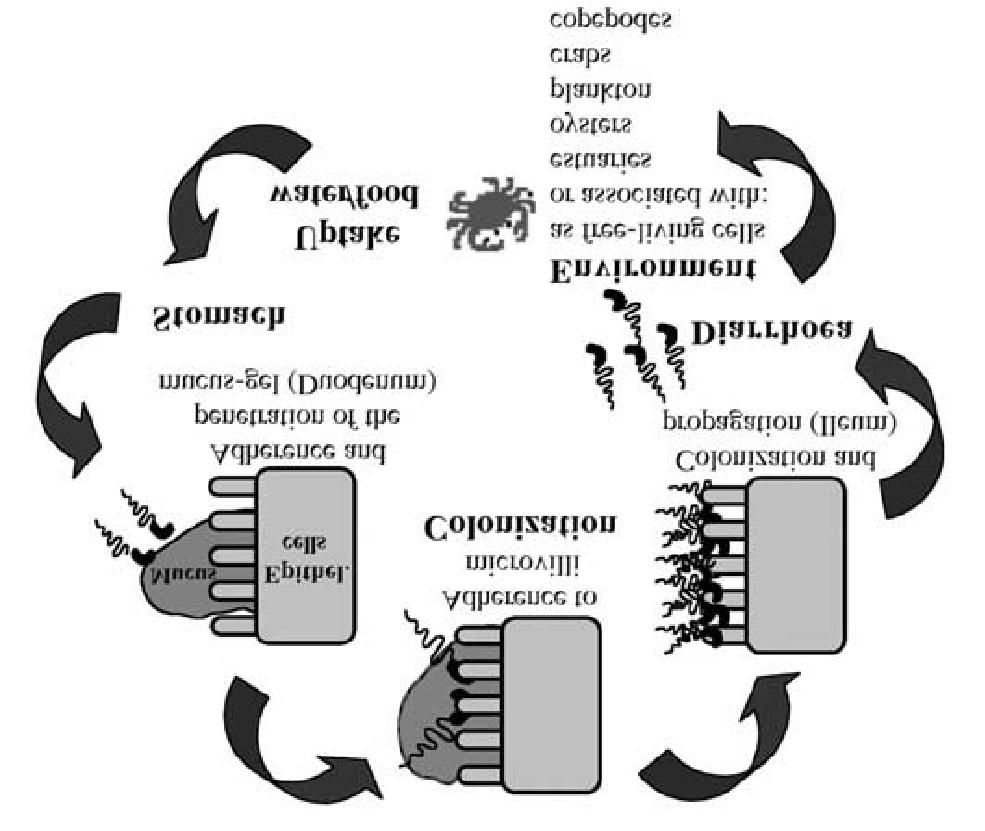 Infection Cycle of Vibrio cholerae Reidl