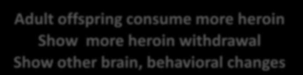 Marijuana and Heroin Human young adolescent marijuana users As adults: Use and abuse heroin, other drugs more Rodent adolescents exposed to THC Adults seek heroin more avidly Rodent pregnant females