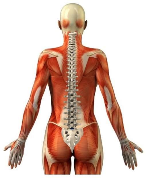 The spinal cord is composed of 24 individual vertebra, stacked on top of one another. The spine is straight when viewed from the front or the rear.