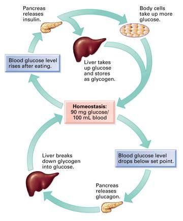 Diabetes mellitus is a disorder of metabolism that results from a deficiency of insulin, a hormone secreted by the beta cells of the pancreas.