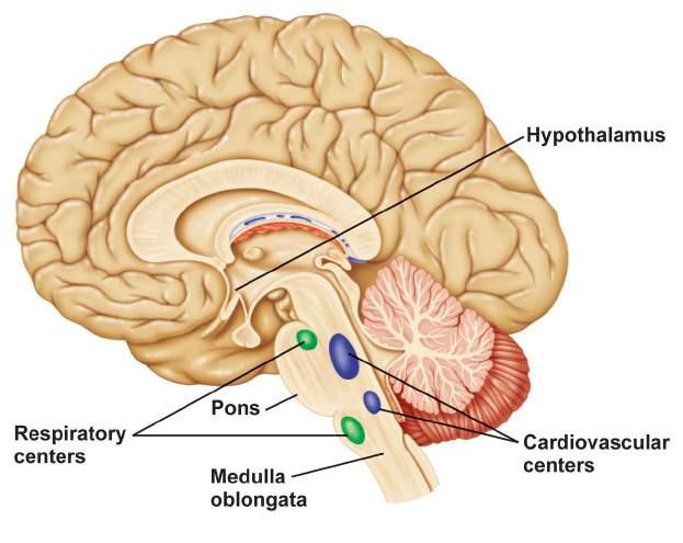 The central nervous system is involved in all disease conditions as the cns not only processes incoming physical and chemical information from the body, it actually controls organs and cells to