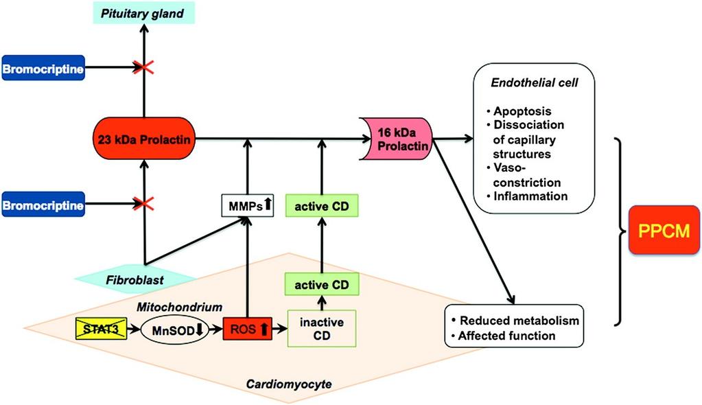 The STAT3 oxidative stress cathepsin D 16 kda cascade. Yamac H et al.