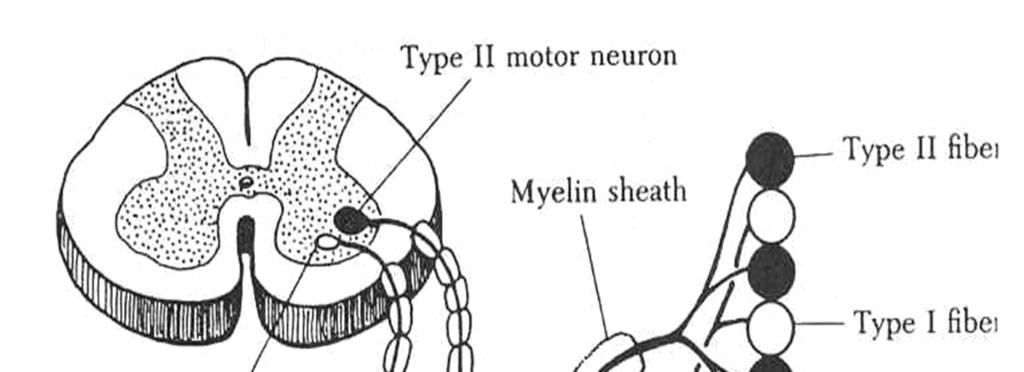 motor nerves, the