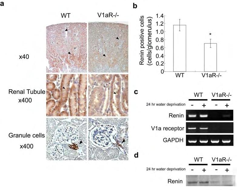 Decreased renin expression in the kidney of V1aR-KO Number of renin positive cells in the kidney Renin RNA expressions in