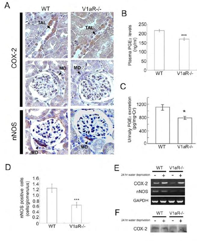 Decreased expression of nnos and COX-2 in the kidney of V1aR-KO