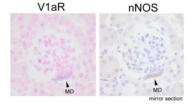 Co-localization of nnos with V1aR in Macradensa (MD) cell Expression of V1a receptor in the MD cell.