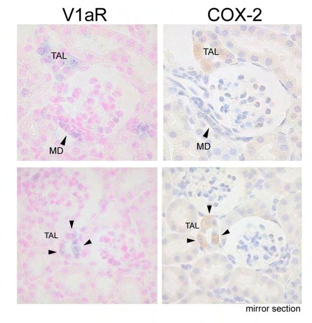 Co-localization of COX-2 with V1aR in MD cell Co-localization of COX-2 with V1aR in TAL Expression of V1a receptor in the MD cell.