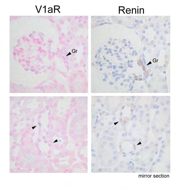 Co-localization of renin with V1aR in granule cells Co-localization of renin with V1aR in renal tubles Expression of V1a receptor in the MD cell.
