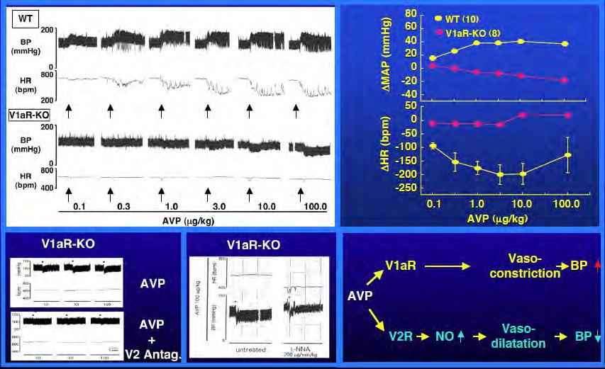 BP and HR response to the AVP stimulation 2.