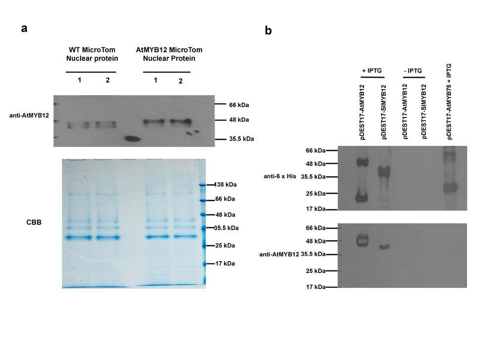 Supplementary Figures Supplementary Figure 1. AtMYB12 antibody detects both Arabidopsis and tomato MYB12 protein. (a) AtMYB12 antibody detects both SlMYB12 and AtMYB12 in tomato fruit.