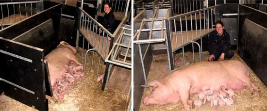 FREEDOM CRATES Higher incidence of piglet