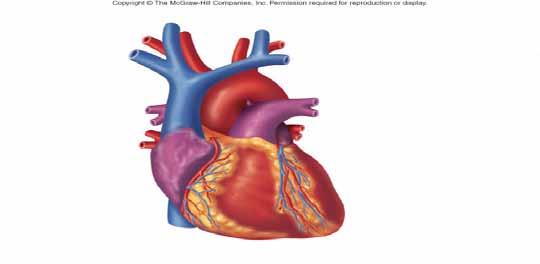 lecture objectives Describe how the first and second heart fields contribute to the heart Explain how endocardial cushion formation contributes to chamber formation Describe