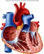 changes occurring in the outflow tract as it transforms from a single to a double tube Describe the major cardiovascular developmental abnormalities.