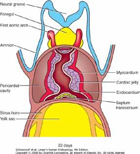 linear heart tube and layers of heart pericardium - covers the heart, formed by 3 layers consisting of a fibrous