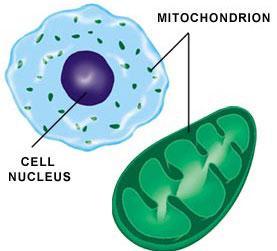 .. Light source emits photons Photons are absorbed in the mitochondria and