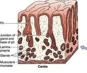 Stomach: Composed of four parts: cardia, fundus, body and pylorus. The cardia is 1.5-3 cm long, it is a continuation of the esophagus.