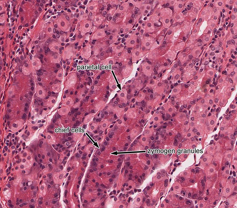 Mucous cells are acidophilic, the nucleus is central and rounded, and sometimes the cell can be binucleated.