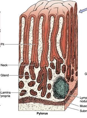 Pylorus has deep gastric pits into which the branched, tubular pyloric glands open.