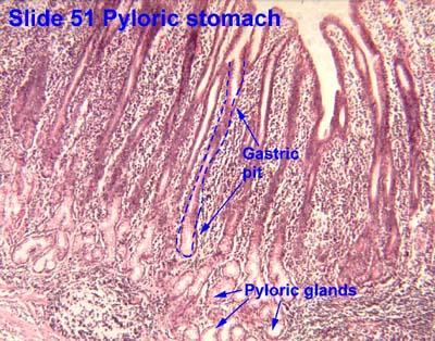 Parasympathetic stimulation, the presence of nutrients such as amino acids and amines in the stomach, and distention of the stomach wall directly stimulate the G cell to release gastrin, which in