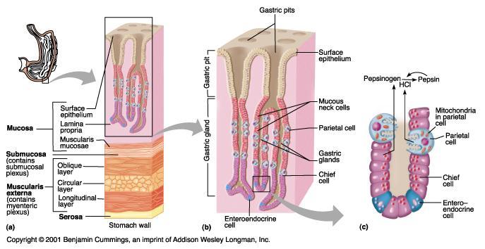 Other layers The submucosa is composed of dense connective tissue containing blood and lymph vessels; it is infiltrated by lymphoid cells, macrophages, and mast cells.