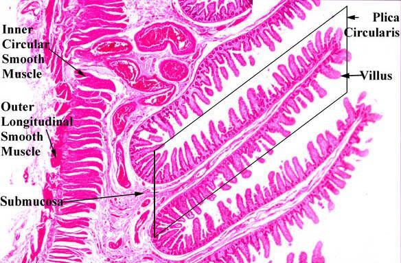 Mucous Membrane the lining of the small intestine shows a series of permanent folds, plicae circulares (Kerckring's valves), consisting of mucosa and submucosa and having a semilunar, circular, or