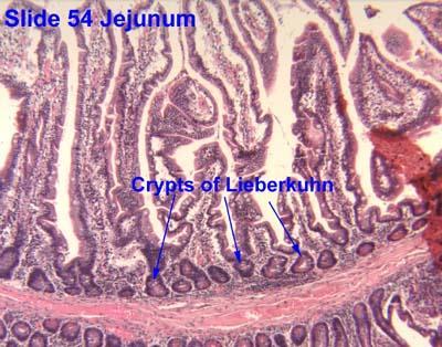 Between the villi are small openings of simple tubular glands called intestinal glands (also called crypts), or glands of Lieberkühn The epithelium of the