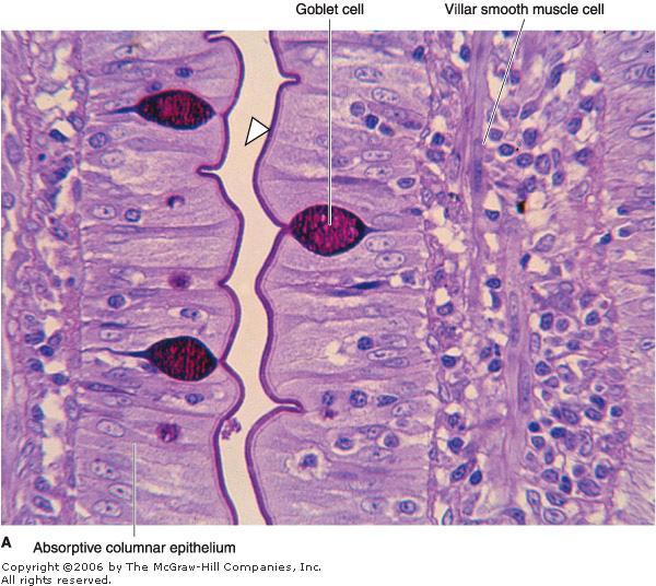 Goblet cells are interspersed between the absorptive cells They are less abundant in the duodenum and increase in number as they approach the ileum