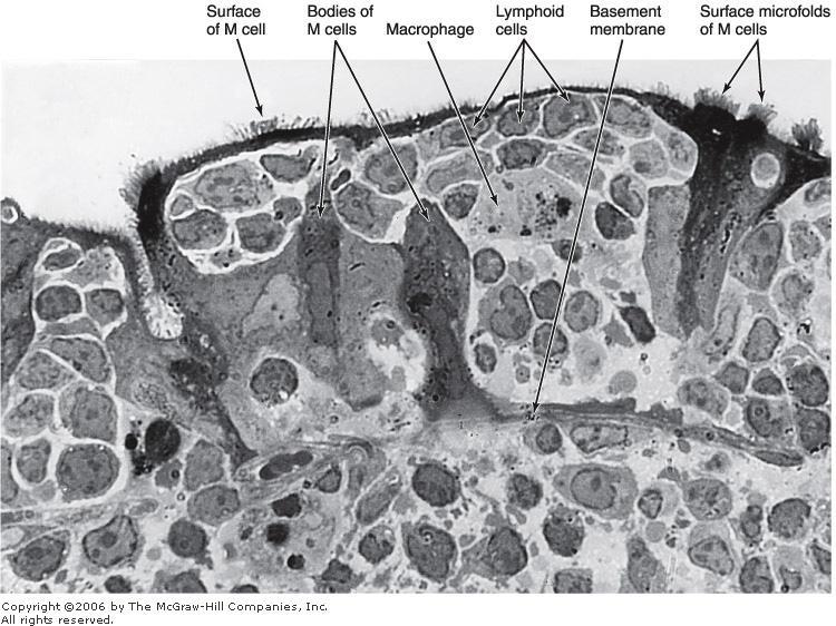 M (microfold) cells are specialized epithelial cells overlying the lymphoid follicles of Peyer's patches the presence of numerous basal membrane invaginations that form pits containing many