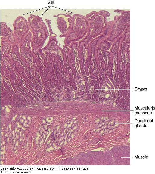 In the initial portion of the duodenum the submucosa contains clusters of ramified, coiled tubular glands that open into the intestinal glands.