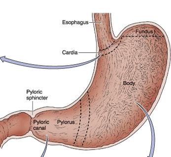 Stomach The stomach, like the small intestine, is a mixed exocrine endocrine organ that digests food and secretes hormones.