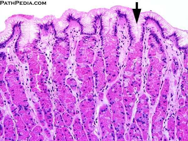 Stem Cells Found in the isthmus and neck regions but few in number, stem cells are low columnar cells with oval nuclei near the bases of the cells These cells have a high rate of mitosis; some of