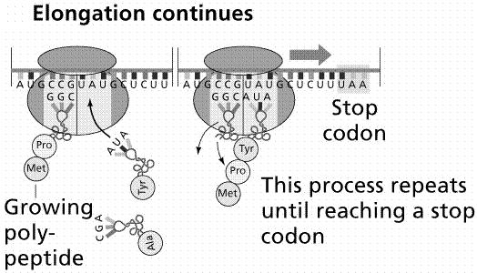 Termination -stop signal on mrna read by protein release factors causes release of completed polypeptide chain -RF1 recognizes UAA and UAG -RF2 recognizes UAA and UGA -RF3
